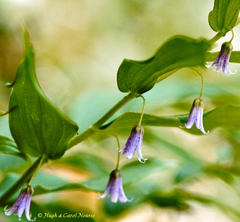 {Streptopus lanceolatus}